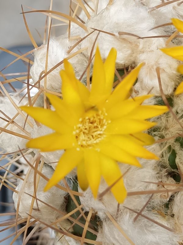 Una foto de Weingartia lanata
