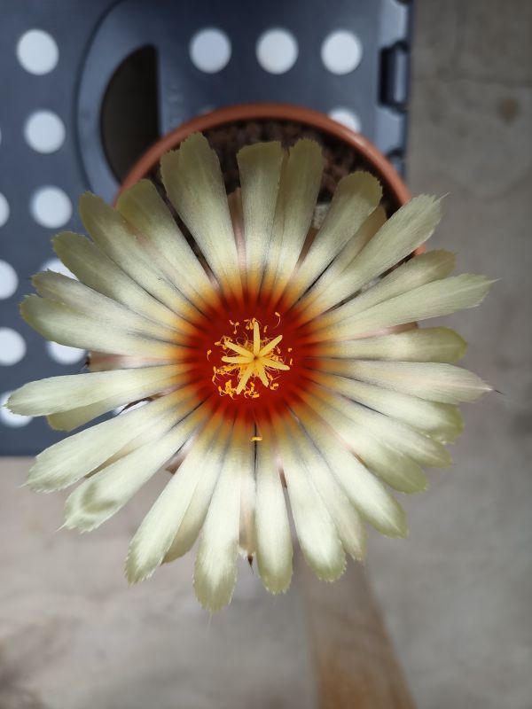 Una foto de Astrophytum capricorne