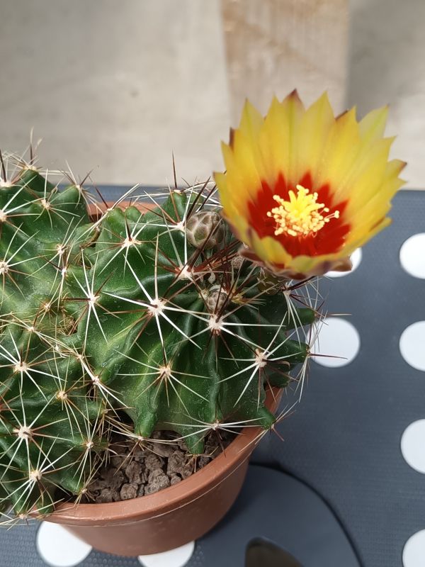 Una foto de Thelocactus setispinus