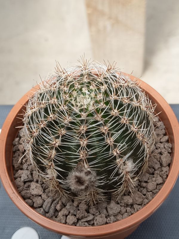 Foto de un cactus que se está identificando actualmente