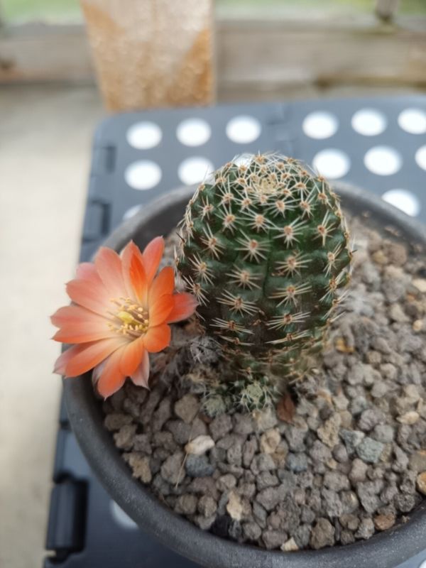 Una foto de Lobivia pygmaea