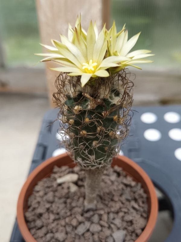 Foto de un cactus que se está identificando actualmente