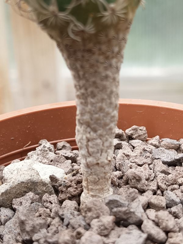 Foto de un cactus que se está identificando actualmente