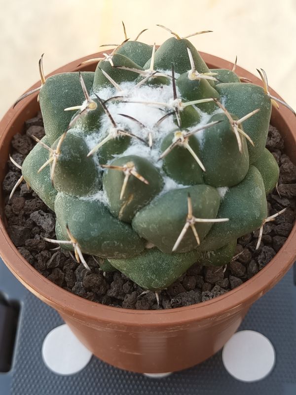 Una foto de Coryphantha maiz-tablasensis