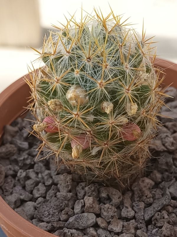 A photo of Mammillaria prolifera ssp. multiceps