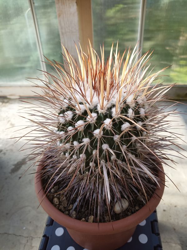 Photo of a cactus currently being identified