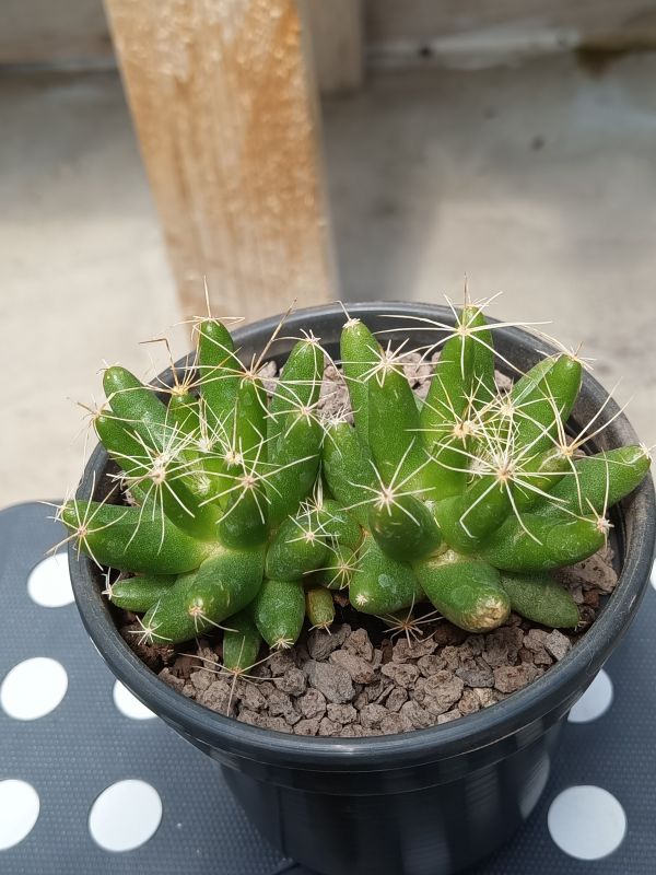 A photo of Mammillaria longimamma