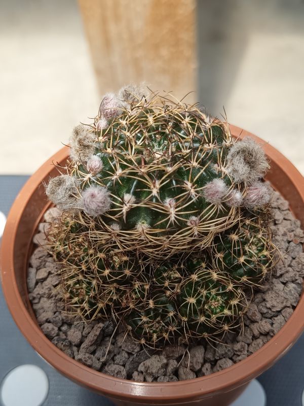 Una foto de Echinopsis schieliana
