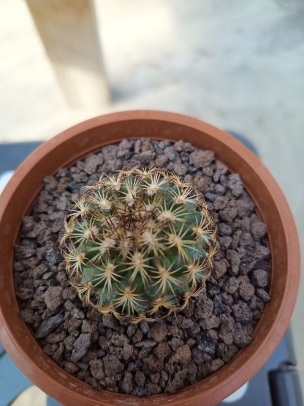 Foto de un cactus que se está identificando actualmente