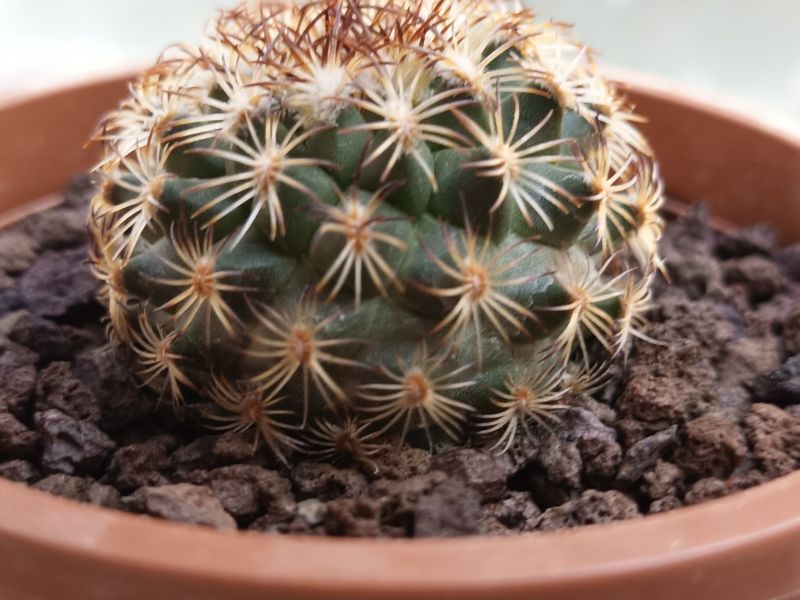 Foto de un cactus que se está identificando actualmente