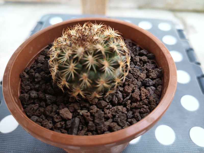 Foto de un cactus que se está identificando actualmente