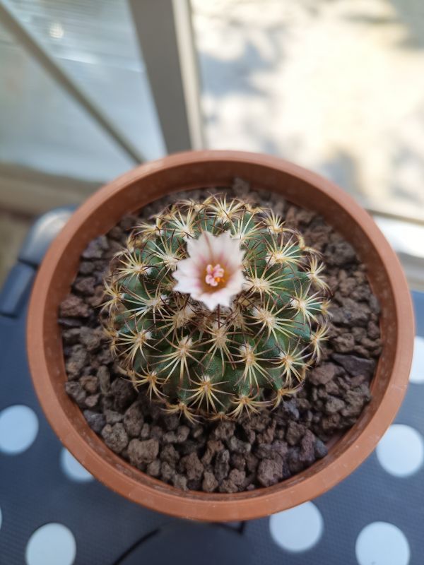 Photo of a cactus currently being identified