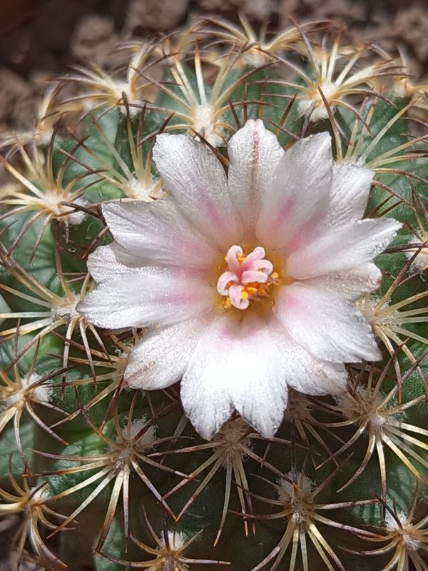 Photo of a cactus currently being identified