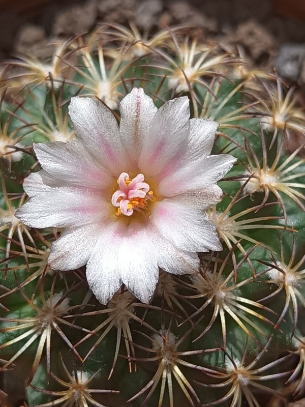 Photo of a cactus currently being identified