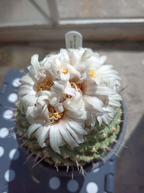 Una foto de Coryphantha maiz-tablasensis