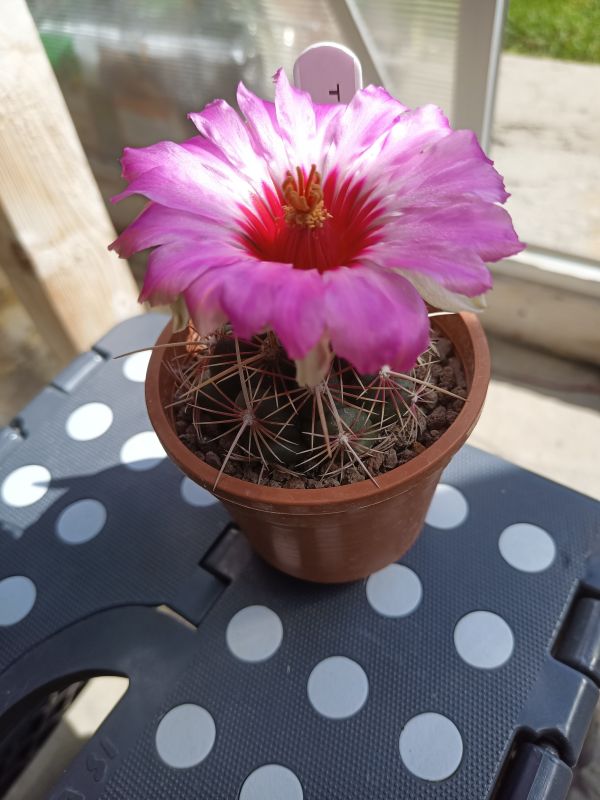 Una foto de Coryphantha maiz-tablasensis