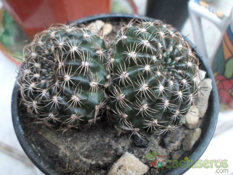 A photo of Echinopsis tiegeliana