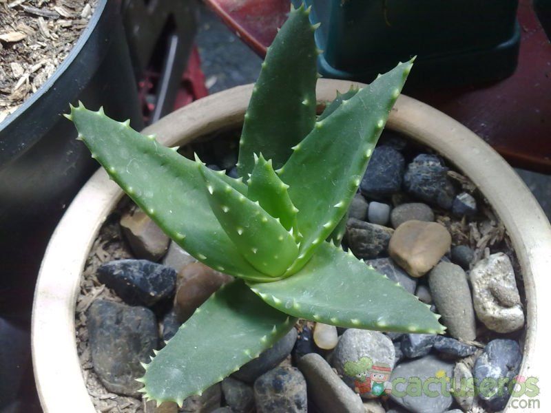 A photo of Aloe perfoliata 