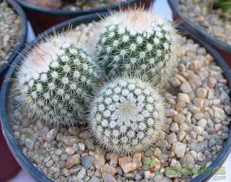 A photo of Parodia scopa