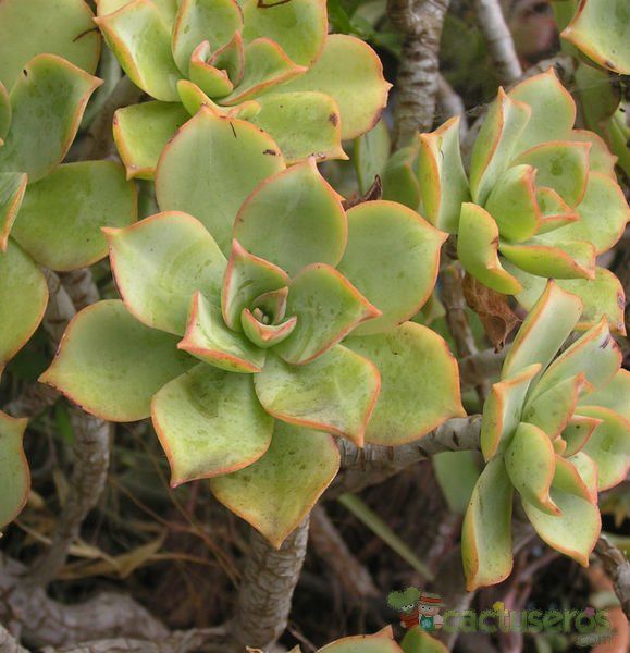 Una foto de Aeonium lancerottense