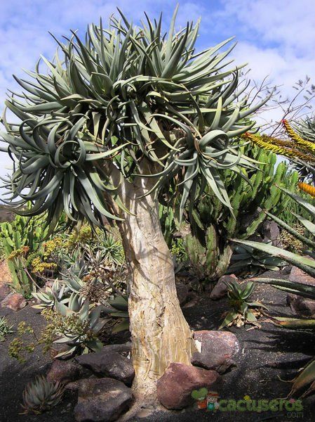 A photo of Aloe dichotoma ssp. dichotoma