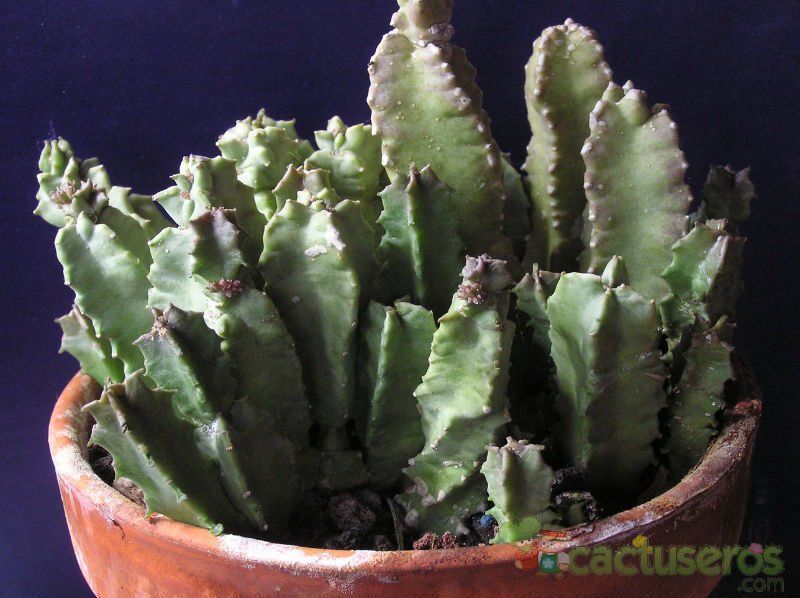 Una foto de Caralluma burchardii