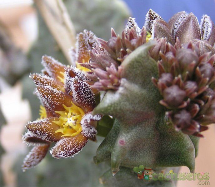 Una foto de Caralluma burchardii