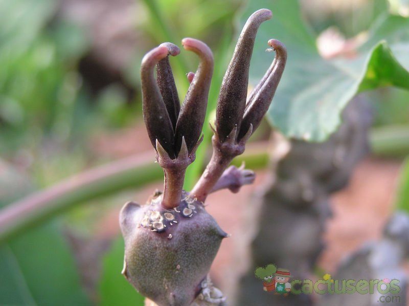 Una foto de Caralluma burchardii