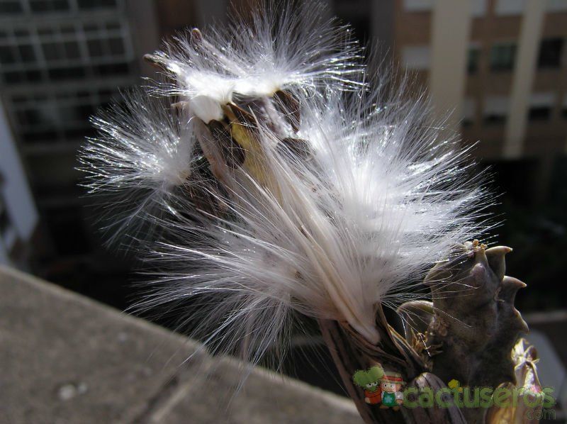 Una foto de Caralluma burchardii