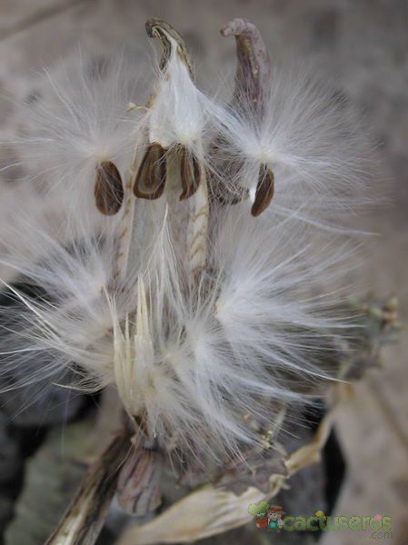 Una foto de Caralluma burchardii