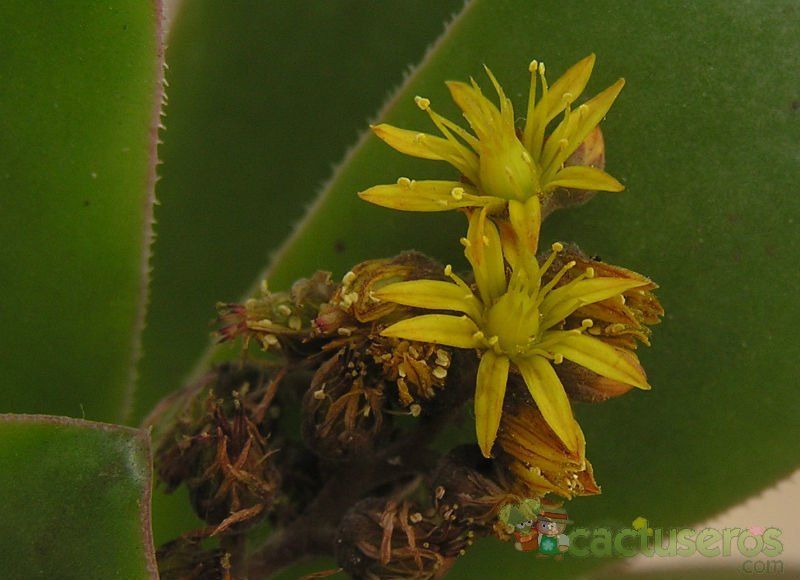 Una foto de Aeonium gorgoneum