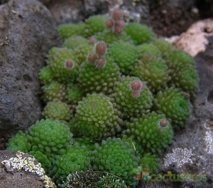 A photo of Monanthes polyphylla ssp. polyphylla