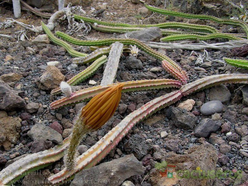 Una foto de Selenicereus grandiflorus