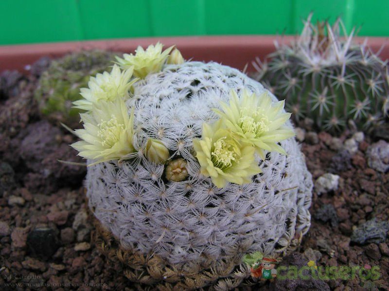 A photo of Mammillaria nana
