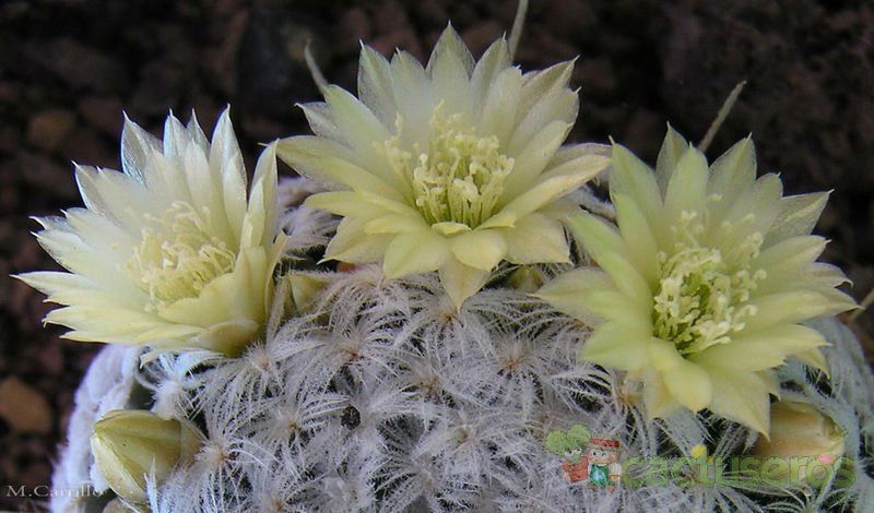 A photo of Mammillaria nana