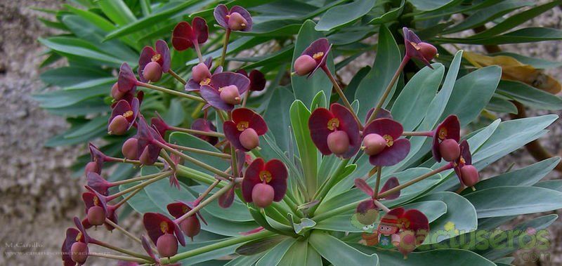 A photo of Euphorbia atropurpurea
