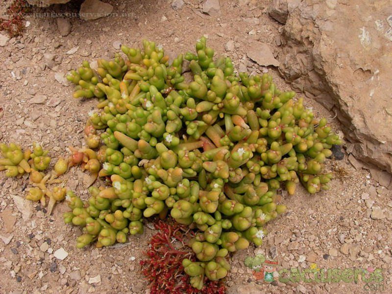 Una foto de Mesembryanthemum cryptanthum