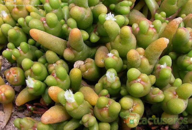 Una foto de Mesembryanthemum cryptanthum