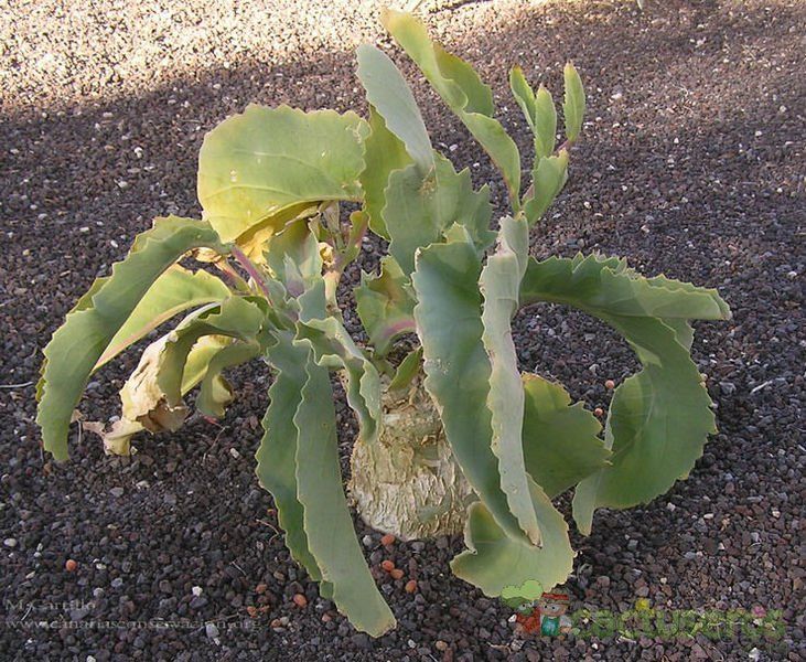 A photo of Cyphostemma juttae