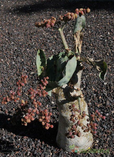 A photo of Cyphostemma juttae