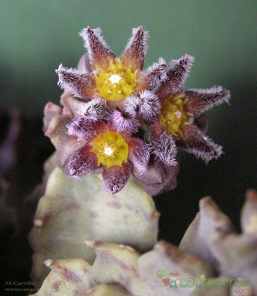 Una foto de Caralluma burchardii