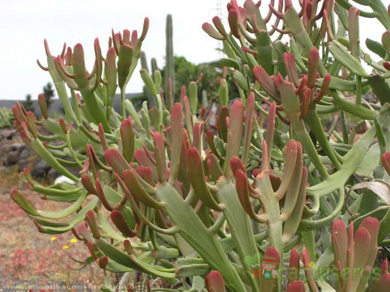 Una foto de Euphorbia xylophylloides