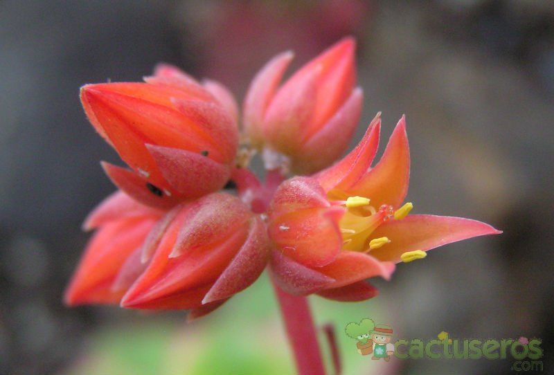 Una foto de Echeveria affinis