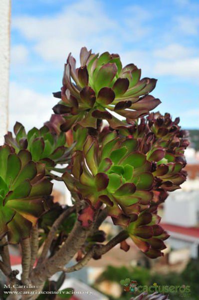 A photo of Aeonium arboreum cv. artropurpureum