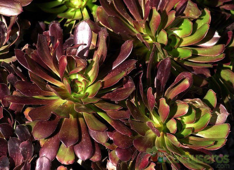 A photo of Aeonium arboreum cv. artropurpureum