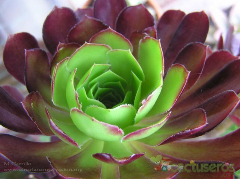 A photo of Aeonium arboreum cv. artropurpureum