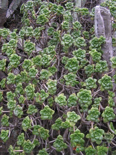A photo of Aeonium lindleyi
