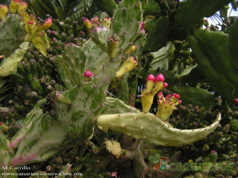 Una foto de Opuntia monacantha fma. variegada monstruosa