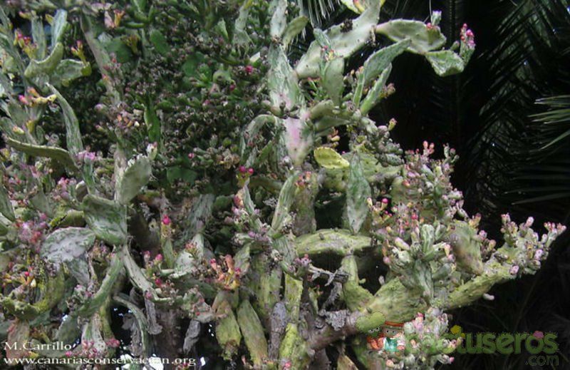 A photo of Opuntia monacantha fma. variegada monstruosa