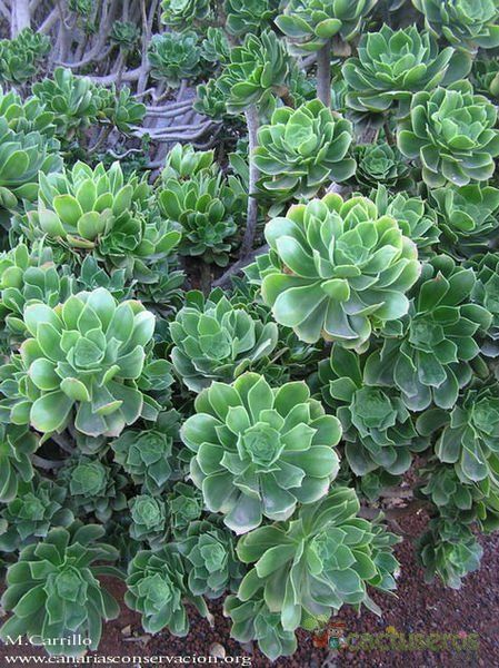 Una foto de Aeonium balsamiferum